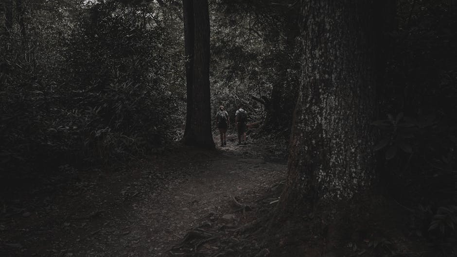 아름다운 숲길을 오르는 등산객의 뒷모습