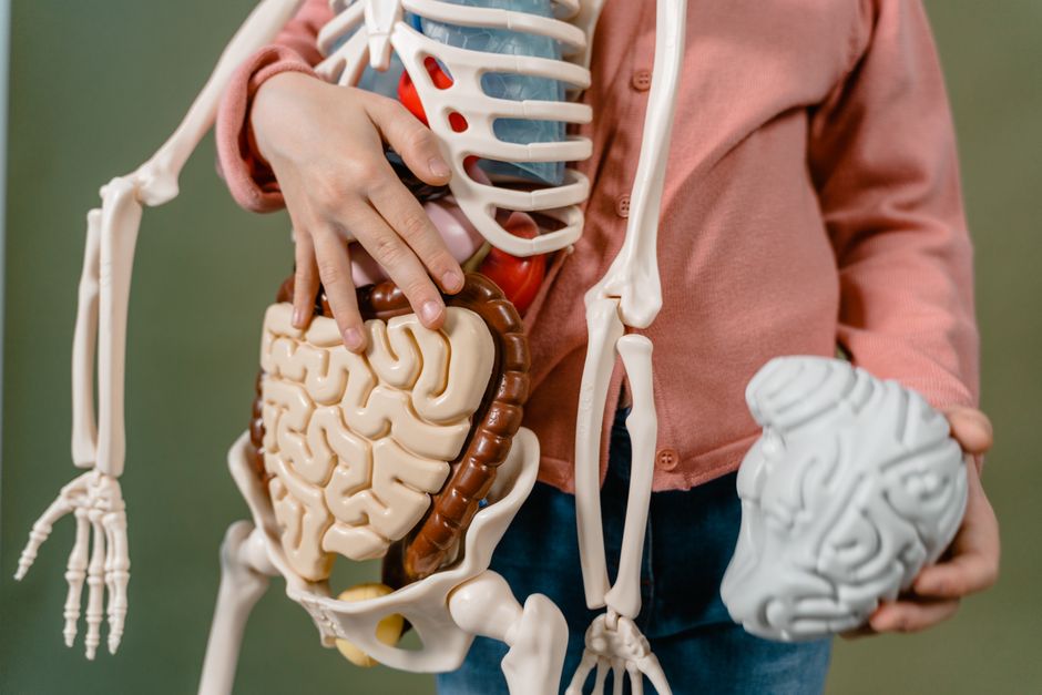 🏃‍♂️ [건강식 먹어도] 자꾸 [속이 더부룩하고 하루 종일 무기력하다면]? 무서운 '숨겨진 신경성 소화 불량'을 막는 [식후 5분] '장-뇌 진정' 습관!